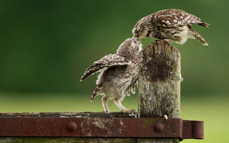 Feeding, Baby, 1080P, Owl, owls, Bird