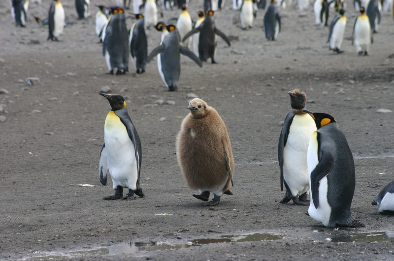 animal family, polar, fun, animal wildlife, funny, group of animals, young, focus on foreground, bird, animals in the wild, cartoon, city, animal themes