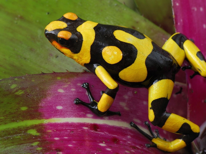 2K, Rana, close-up, Negra, Animales, invertebrate, animals in the wild, water, black color, spotted, day, focus on foreground, Amarilla, green color, Anfibio