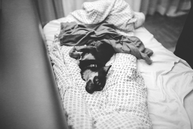 cat, domestic cat, sleep, wear, domestic animals, pets, indoors, home interior, feline, small, people, puppy, baby, laying, one animal, bed, furniture