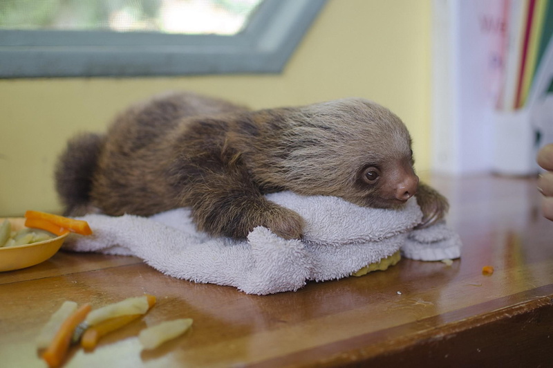 sloth, lying, 1080P, towel, animal