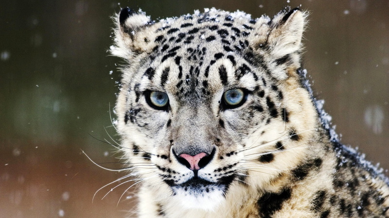 Snow, eyes, cat, black, 1080P, Blue, big, Eye, Leopard, brown