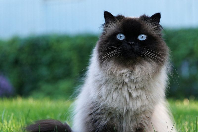 background, blue, fluffy, look, ragdoll, cat, 2K, portrait, Siamese, green, nature, big eyes, color-point, blue-eyed, muzzle, full face