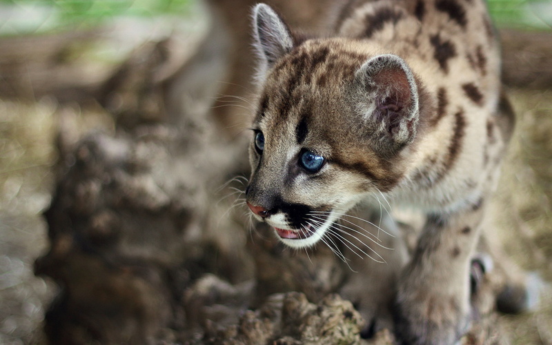 animals, 2K, blue eyes, big cats, baby animals