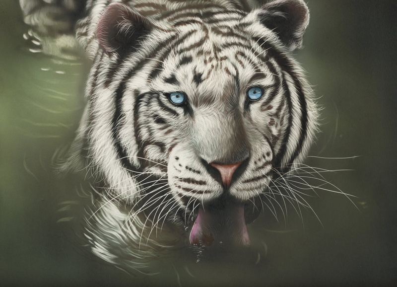 Cats, Water, Big Cat, Blue Eyes, Artistic, predator (Animal), White Tiger, 1080P