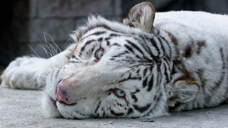 whisker, feline, animal, zoo, pets, big cat, lying down, animal themes, white tiger, eye, 1080P, blue eyes, tiger, cat, no people, one animal, focus on foreground