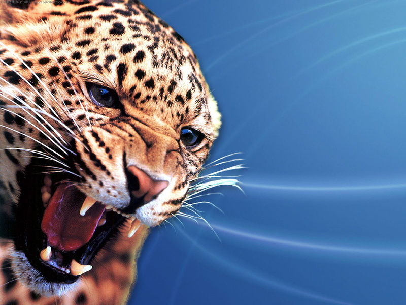 portrait, animal body part, animal eye, no people, one animal, leopards, 720P, animal wildlife, colored background, animals in the wild, mammal, blue background