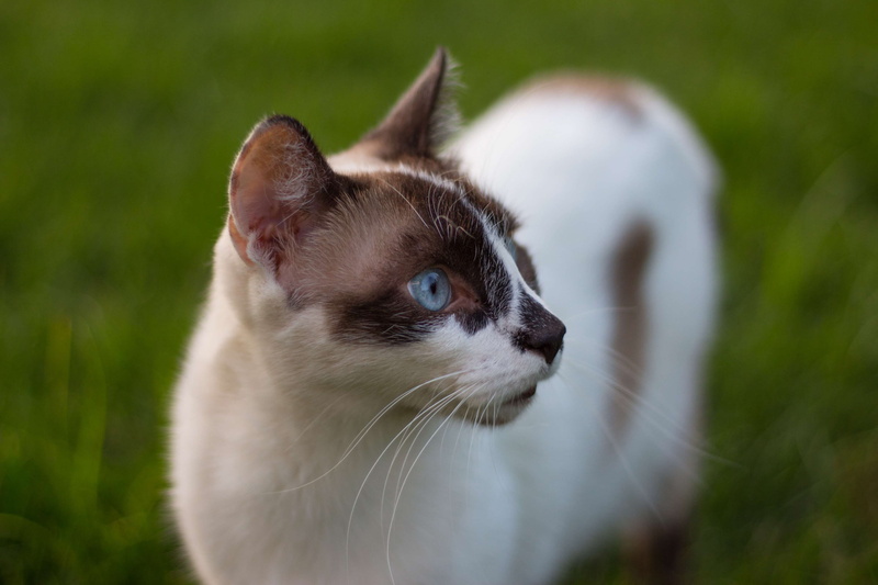 one animal, animal themes, whisker, animal eye, feline, big eyes, close-up, grass, focus on foreground, green, 4K, animal head, looking away, animal body part