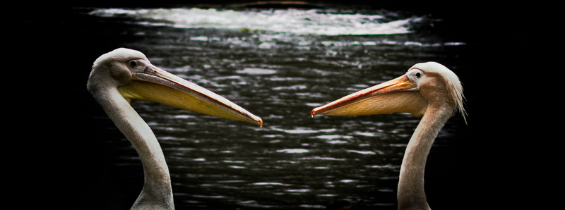 group, big, creature, forest, avian, blue, animal body part, ornithology, park, wings, no people, sunlight, duck, sea, flock, flying, yellow, summer, ocean
