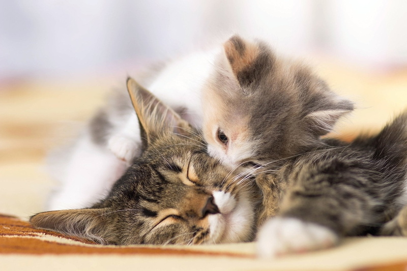 two animals, Cute, domestic, 720P, Cat, mammal, eyes closed, sleeping, Kitten, Animal, tabby, whisker, togetherness, Cats, Baby Animal, relaxation, napping