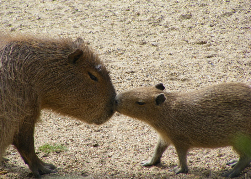 wild, mammal, land, pig, mother, animal themes, sunlight, animals in the wild, two animals, animal wildlife, herbivorous, animal, animal family, wildlife