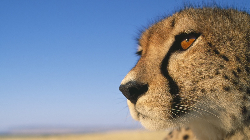 1080P, cheetahs, closeup, animals