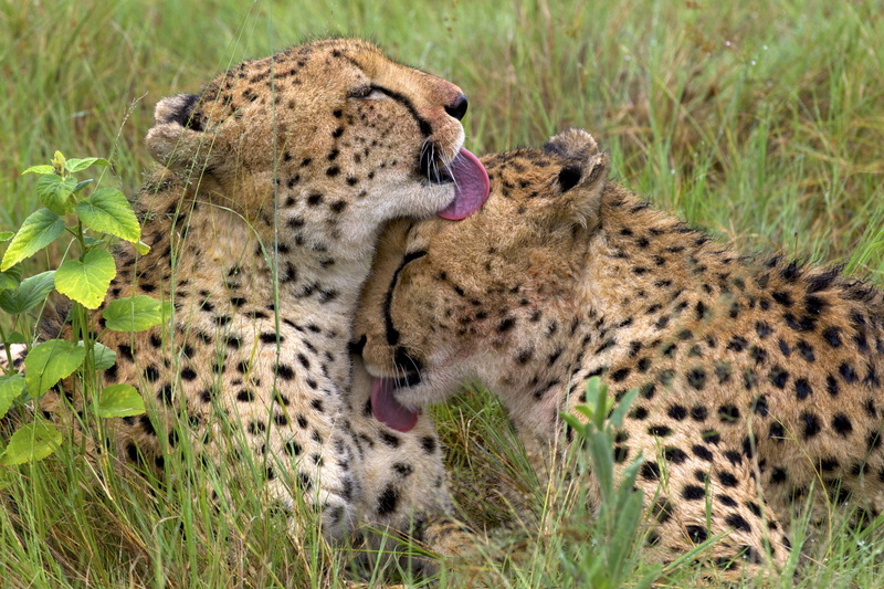 animal, nature, grass, no people, feline, day, mouth open, cheetah, 2K, big cat, mammal, tongues, group of animals, cat, animal themes, spotted, cheetahs