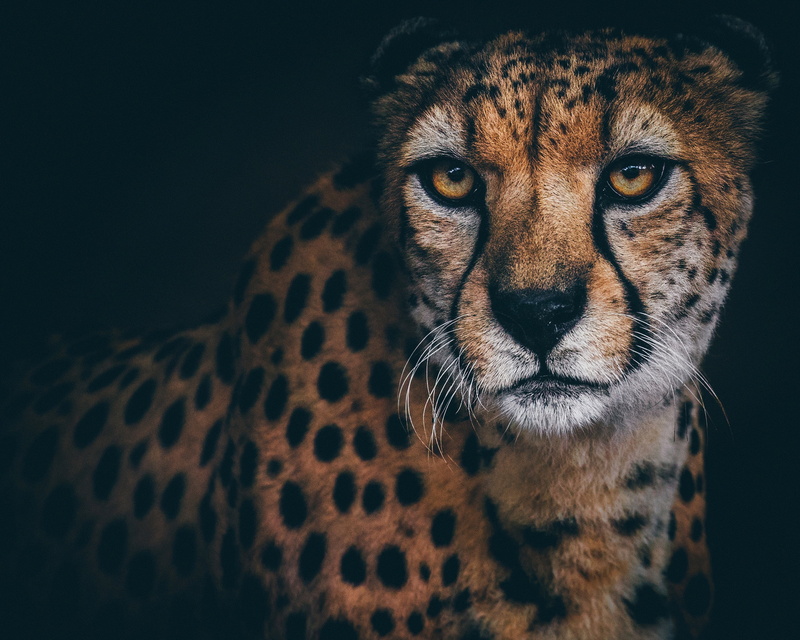 1080P, look, Cheetah, portrait