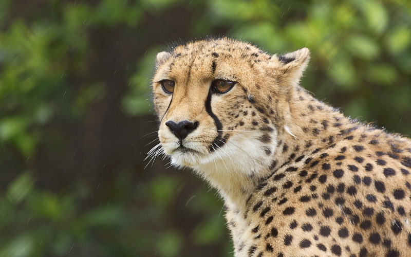eyes, wild, brown, 1080P, cat, cheetah, wild cat, black, portrait