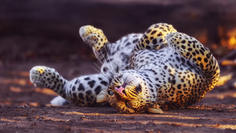 spotted, animals in the wild, 4K, group of animals, nature, leopard, feline, mammal, animals 4k cool  for desktop, outdoors, togetherness, cat, cheetah