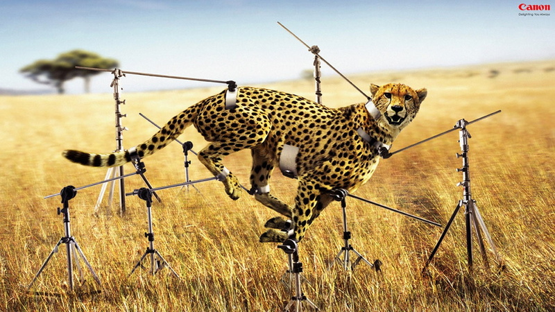 animals, animal themes, animals hunting, nature, cheetah, photography, mammal, undomesticated cat, animal wildlife, 720P, animals in the wild, hunting