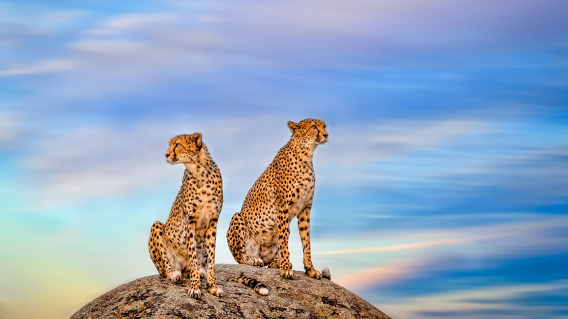 feline, animal themes, group of animals, sky, animal wildlife, animals in the wild, animal, Cheetah, rock, solid, vertebrate, cat, big cat, nature, animal family