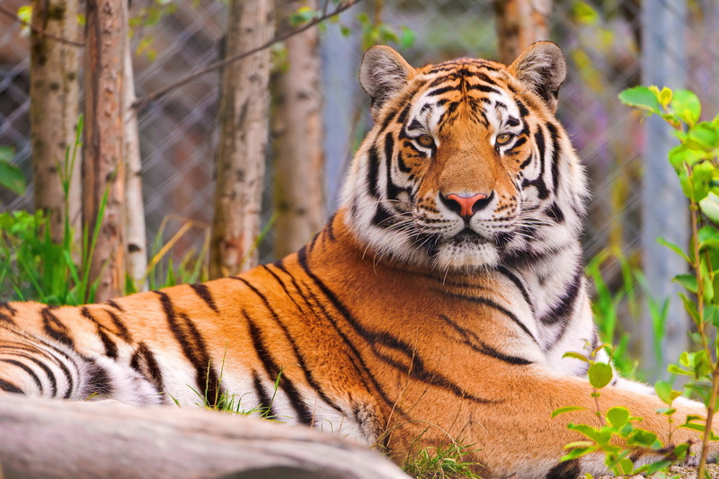carnivora, animal markings, asia, 4K, striped, india, face, selective focus, day, cat, safari Animals, animal wildlife, carnivore, vertebrate, animal head