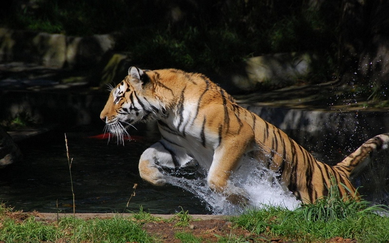 mammal, carnivore, animal themes, bengal, one animal, day, animal, endangered Species, no people, wildlife, tigris River, mouth open, fur, tiger, siberian Tiger