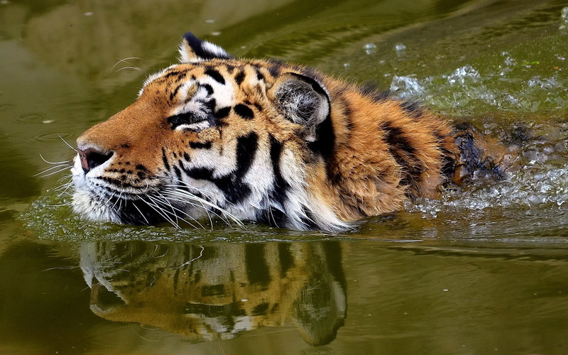 zoo, danger, animals In The Wild, tropical Rainforest, one animal, nature, whisker, big Cat, striped, undomesticated Cat, looking, drinking, animal wildlife