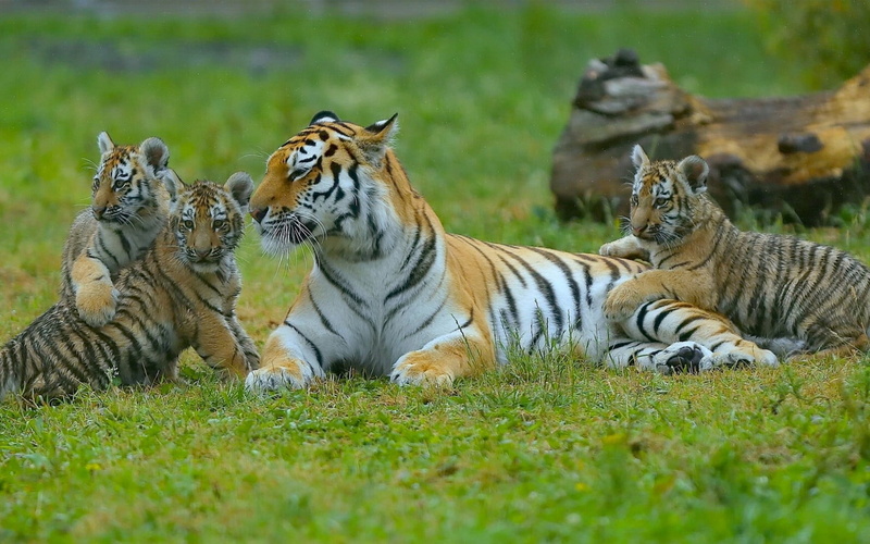 carnivora, africa, safari Animals, young animal, outdoors, predators, feline, group of animals, animal wildlife, lying, animal family, selective focus