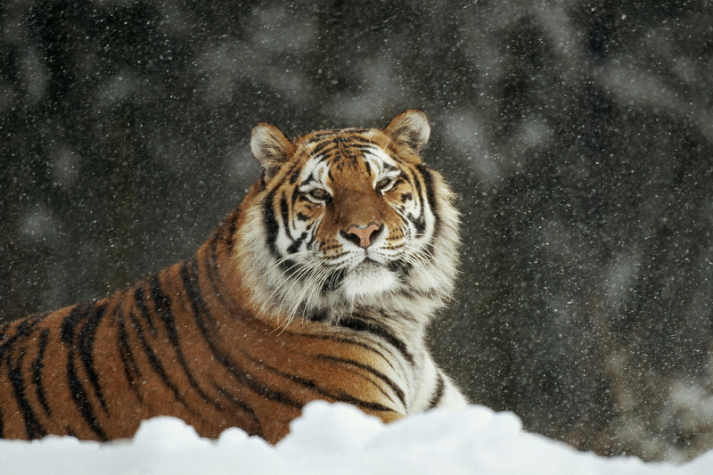 siberian Tiger, cold temperature, animals In The Wild, animal wildlife, feline, snowing, animals Hunting, undomesticated Cat, fur, striped, cat, danger
