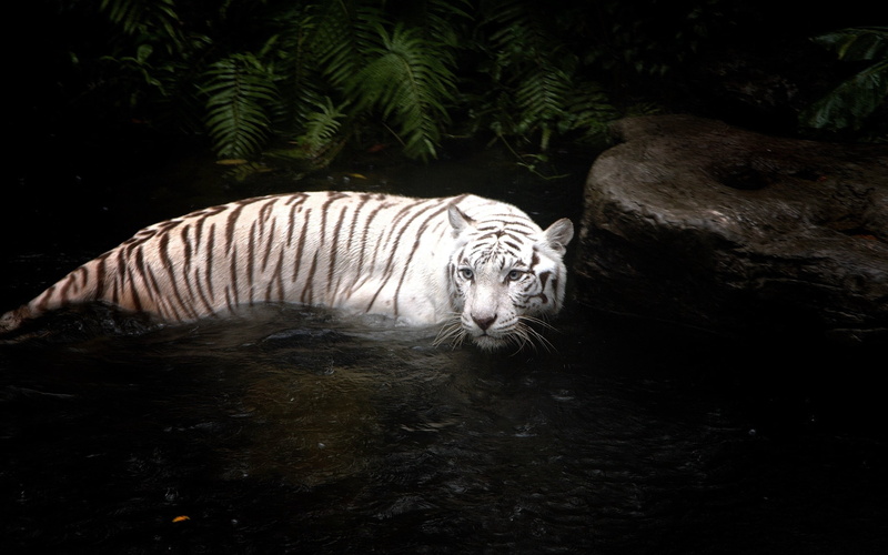 feline, vertebrate, bengal Tiger, nature, water, 2K, big Cat, animals In The Wild, tigris River, one animal, swimming, undomesticated Cat, tiger, white tiger