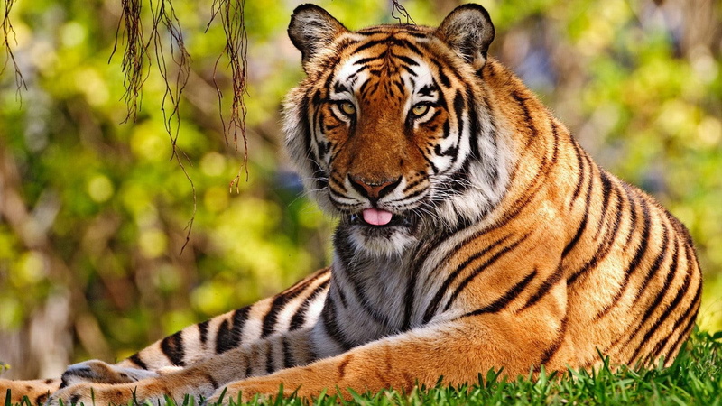 color Image, large, animal, animal body part, striped, outdoors, sitting, siberian Tiger, feline, endangered Species, close-up, bengal Tiger, zoo, nature