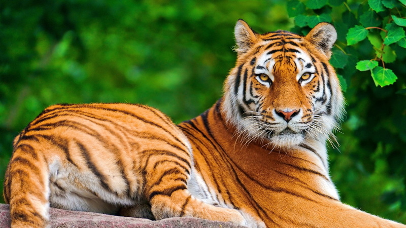 animal themes, animal Head, close-up, 1080P, relaxation, large, carnivora, carnivore, danger, undomesticated Cat, look, siberian Tiger, endangered Species