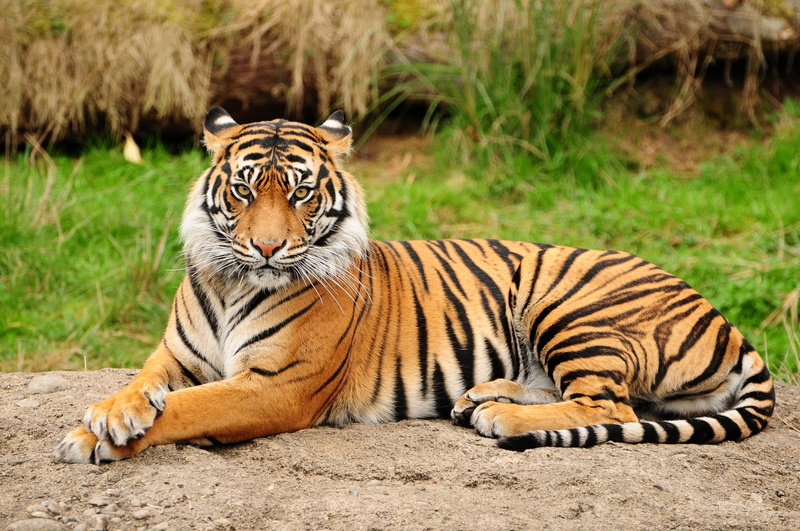 danger, black, big Cat, animal, brown, one animal, lying, large, animal themes, cat, animal wildlife, close-up, undomesticated Cat, predator, carnivora