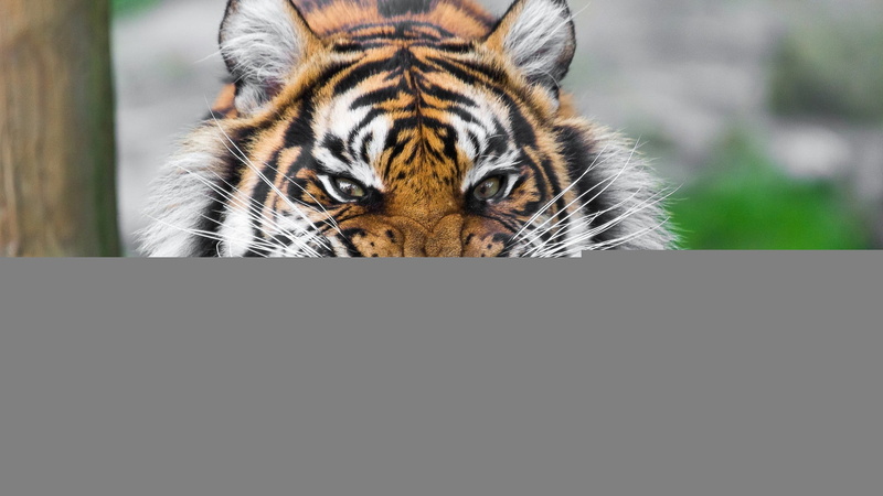 vertebrate, animals Hunting, front view, big Cat, animal wildlife, safari Animals, animals In The Wild, danger, mammal, 1080P, bengal Tiger, portrait