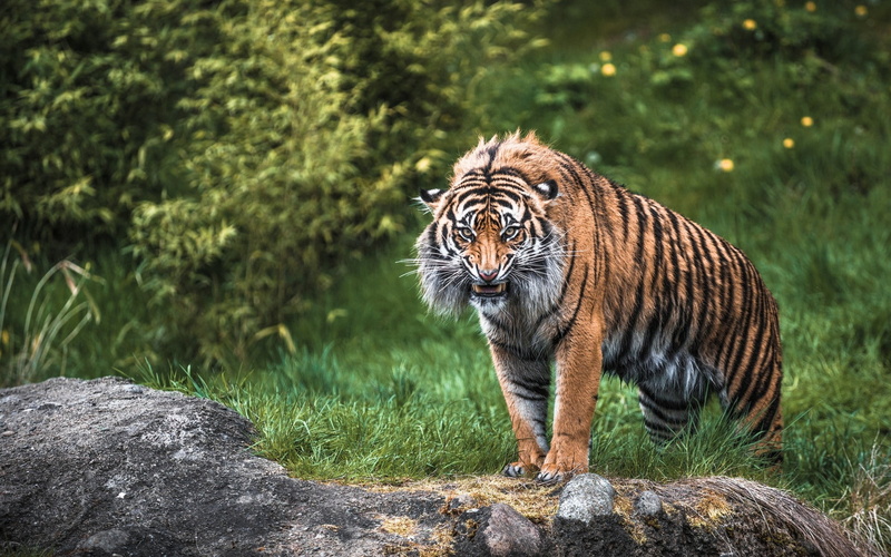 animal wildlife, no people, predator, focus on foreground, tiger, grass, tigris River, asia, outdoors, animals In The Wild, undomesticated Cat, fur, zoo