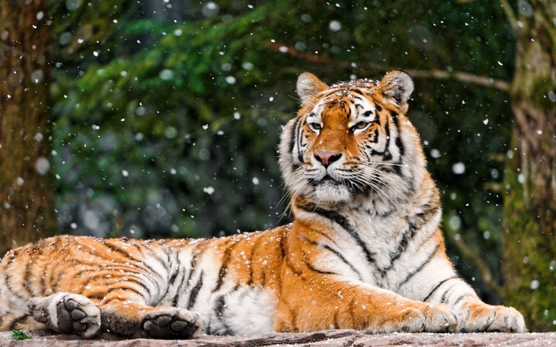 close-up, looking, striped, tropical Rainforest, feline, big Cat, animals In The Wild, tigris River, wildlife, safari Animals, brown, mammal, snowing, outdoors