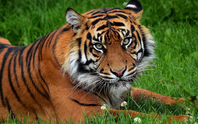 animal, animal themes, animals In The Wild, bengal Tiger, carnivore, siberian Tiger, outdoors, vertebrate, tigris River, brown, grass, close-up, no people