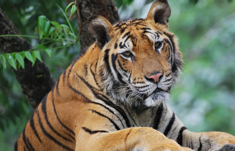 mammal, color Image, animal Head, carnivora, looking, undomesticated Cat, cat, fur, zoo, danger, one animal, striped, whisker, tree, carnivore, bengal Tiger