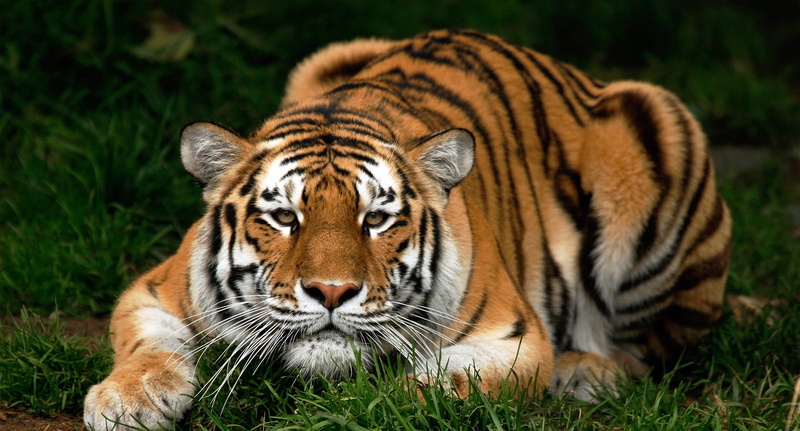 fur, mammal, close-up, face, zoo, looking, black, wildlife, staring, carnivore, safari Animals, 1080P, grass, bengal Tiger, portrait, siberian Tiger, brown