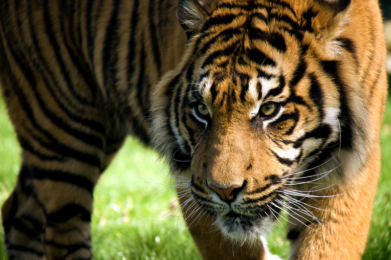 brown, animal Skin, fur, undomesticated Cat, tropical Rainforest, wildlife, safari Animals, feline, zoo, wildlife Reserve, mammal, tigris River, animals In The Wild