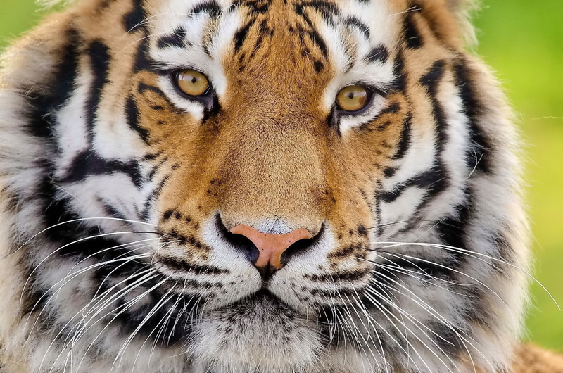 no People, tigris River, siberian Tiger, feline, tiger, vertebrate, zoo, big Cat, animal themes, cat, whisker, undomesticated Cat, predator, safari Animals