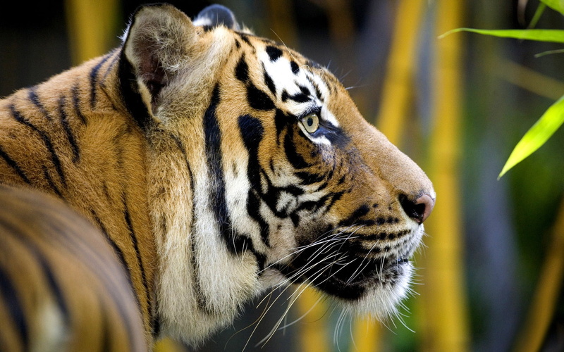 striped, animal markings, animals In The Wild, safari Animals, zoo, brown, large, animal Head, looking, outdoors, fur, color, whisker, big Cat, bamboo
