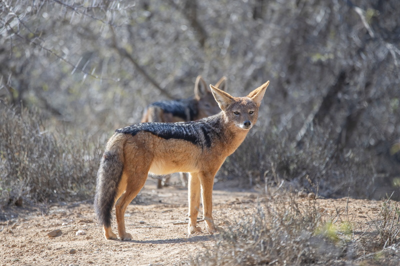 road, full length, trees, bushes, dirt, 5K, animal wildlife, no people, black, side view, looking, land, grass, nature, hunter, one animal, heads, mammal