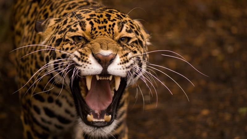 nature, jaguars, leopard, animals, 1080P, leopard (animal)