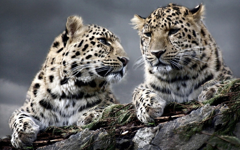 no people, vertebrate, 720P, animals, animal wildlife, mammal, big cat, zoo, two, nature, group of animals, leopard (animal), cat, two animals, animal
