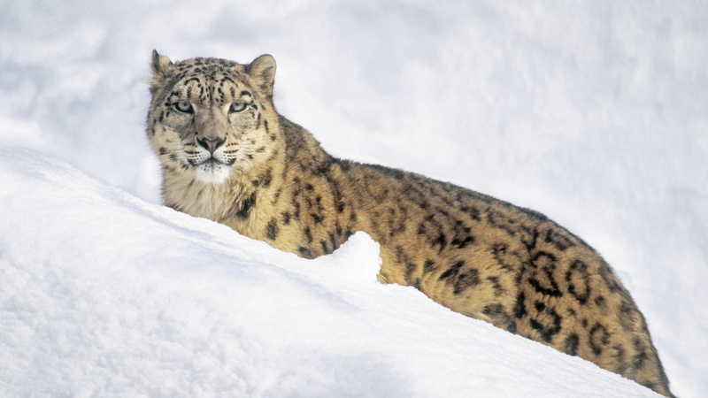 hd, snow, 1080P, leopard, animals