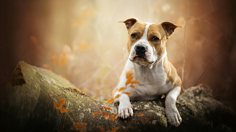 domestic, staffordshire terrier, no people, vignette, sitting, trunk, dog breed, american staffordshire terrier, focus on foreground, pets, nature, 1080P