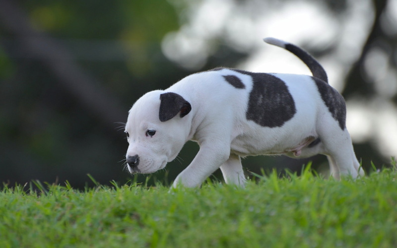 american, pitbull, Toddler, puppy, american staffordshire terrier, Dog, black, terrier, staffordshire, walk, white, 1080P