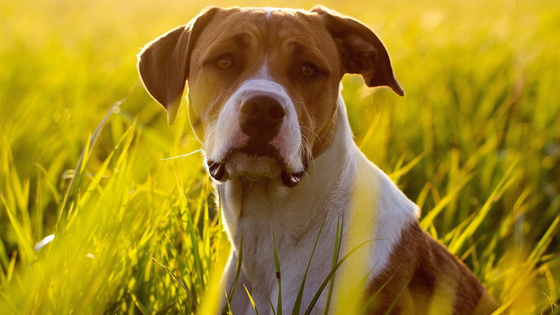 one animal, nature, animal head, no people, grass, mammal, 2K, domestic, day, close-up, animal, dog, plant, jack russell terrier, sunlight, portrait, animal body part