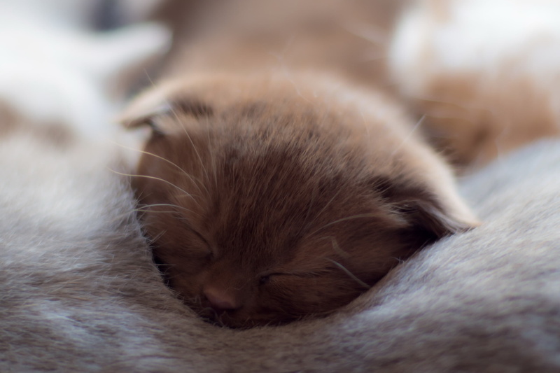 domestic animals, relaxation, feline, domestic cat, close-up, resting, domestic, one animal, animal themes, 2K, mammal, animals, cat, pets, eyes closed
