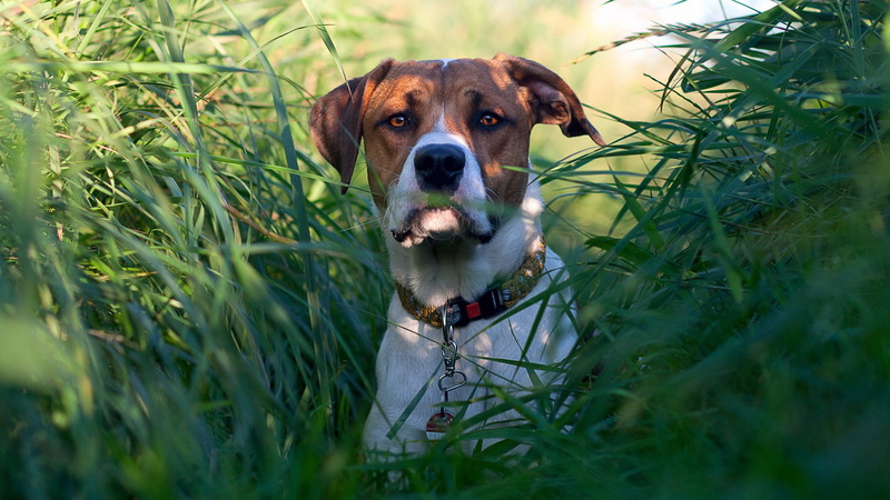 looking at camera, canine, dog, animal themes, 2K, domestic animals, green color, one animal, animal head, domestic, pictures of american staffordshire terrier dog hd