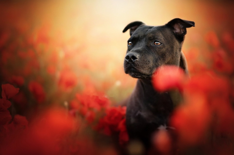 Bull Terrier, Poppy, 1080P, Pet, Dogs, Summer, Staffordshire Bull Terrier, Dog